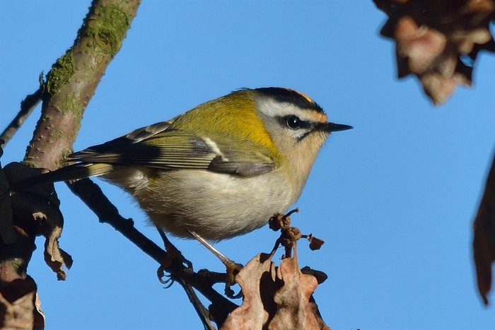 Firecrest