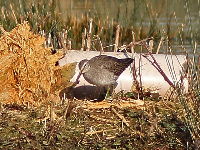 Long-billed Dowitcher