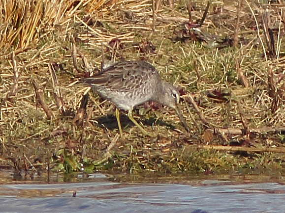 Long-billed Dowitcher