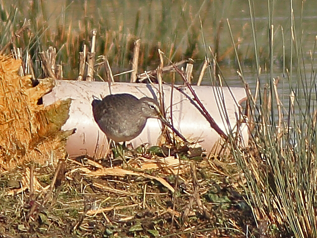 Long-billed Dowitcher