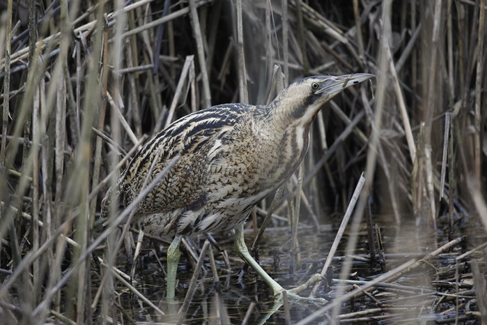 Bittern
