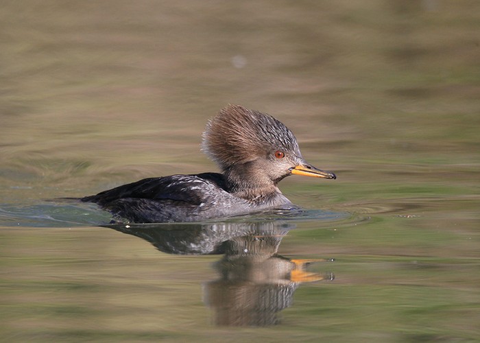 Hooded Merganser