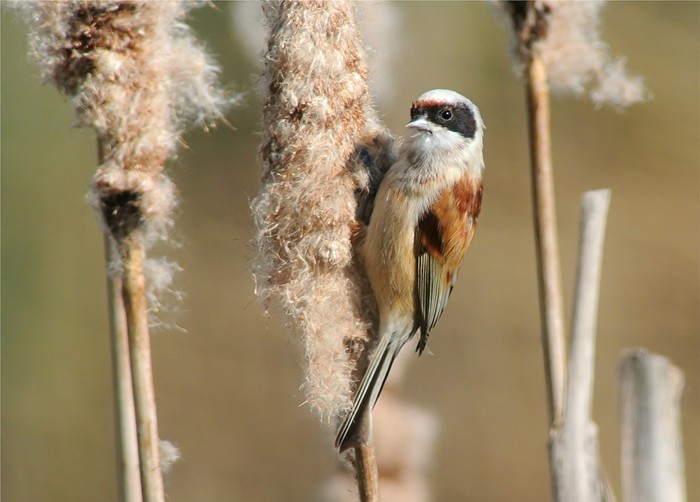 Penduline Tit