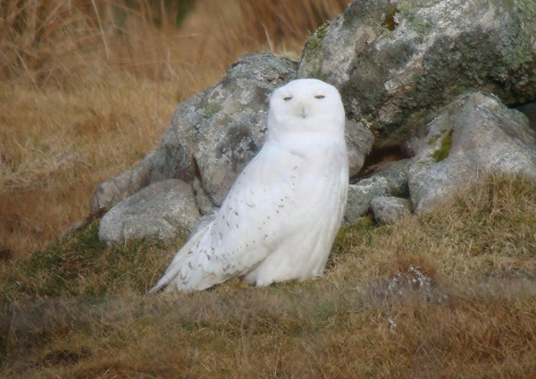 Snowy Owl