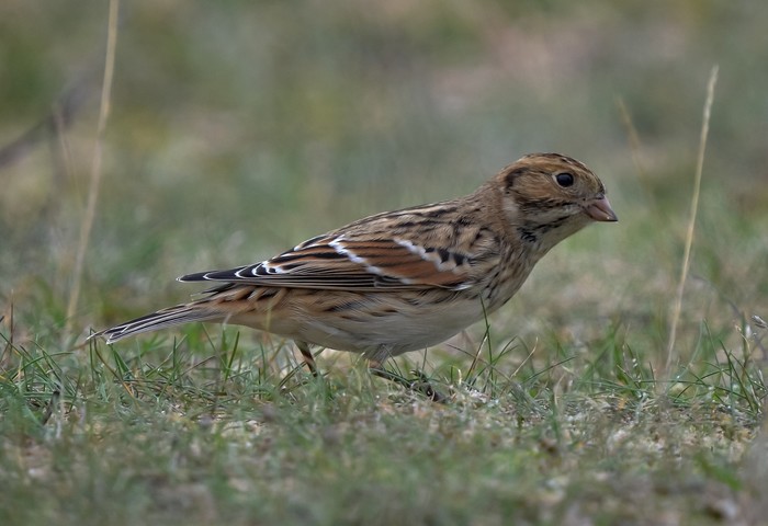 Lapland Bunting