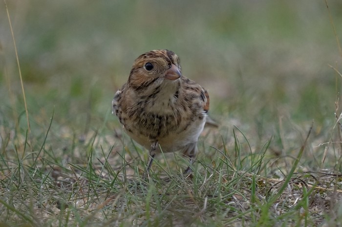 Lapland Bunting