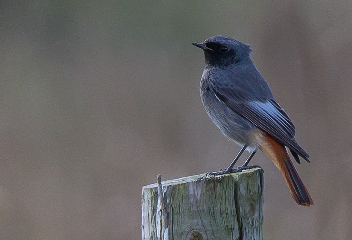 Black Redstart
