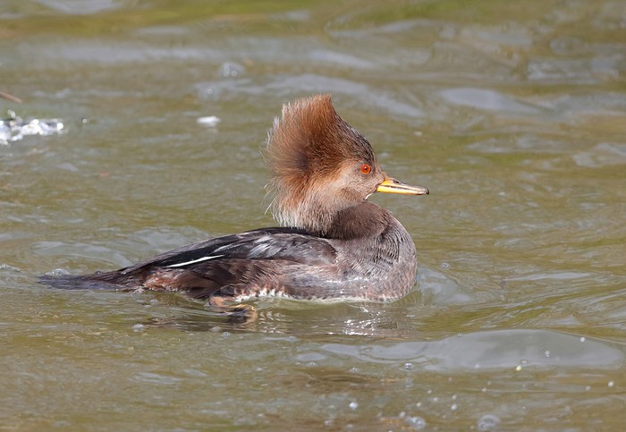 Hooded Merganser