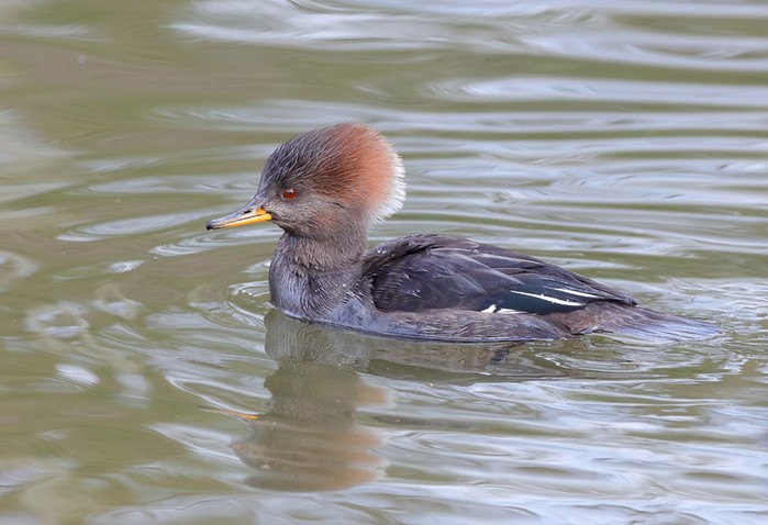Hooded Merganser