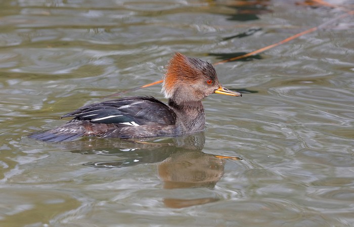 Hooded Merganser