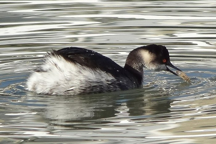 Black-necked Grebe