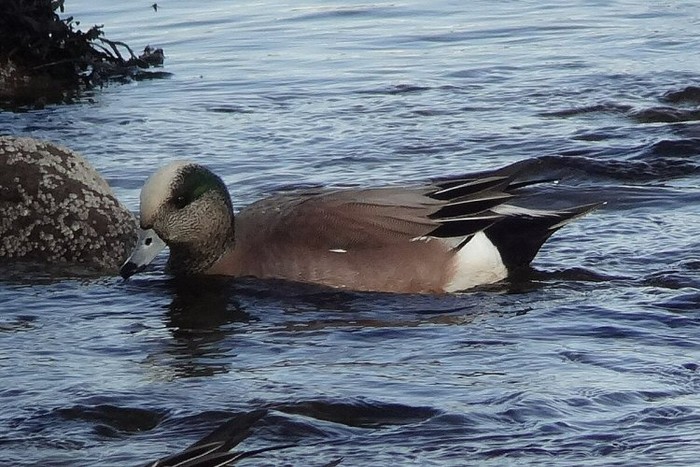 American Wigeon