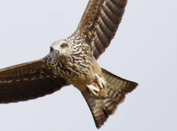 Black Kite