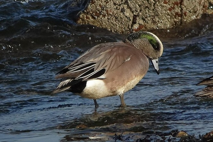 American Wigeon