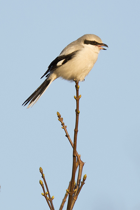 Great Grey Shrike