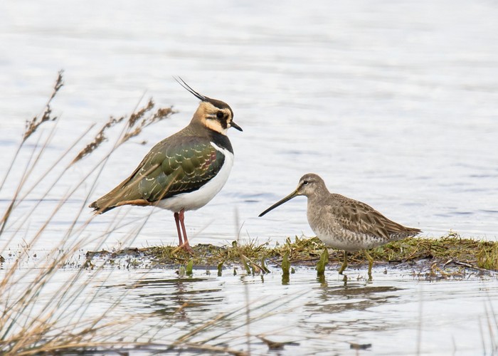 Long-billed Dowitcher