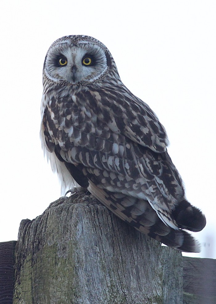 Short-eared Owl