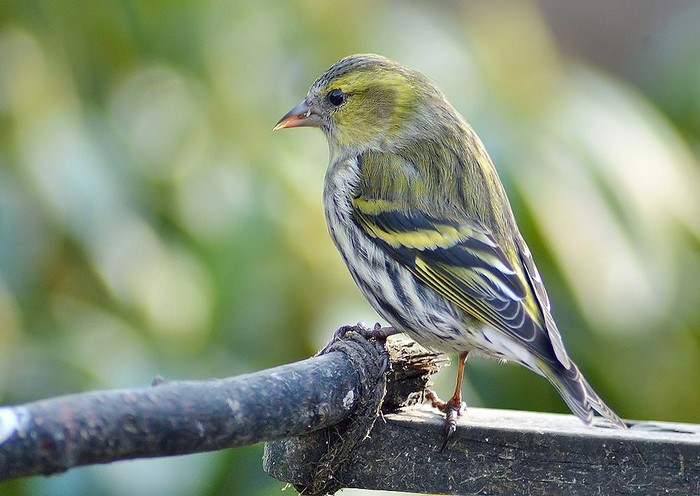 Siskin