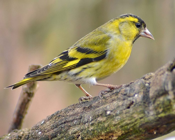 Siskin