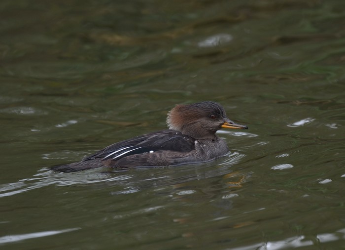 Hooded Merganser