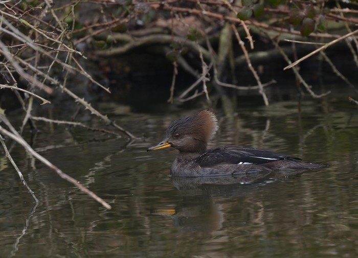 Hooded Merganser