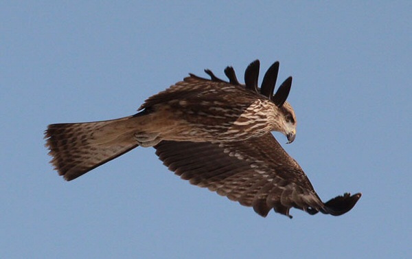 Black Kite