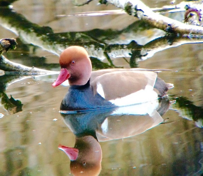 Red-crested Pochard
