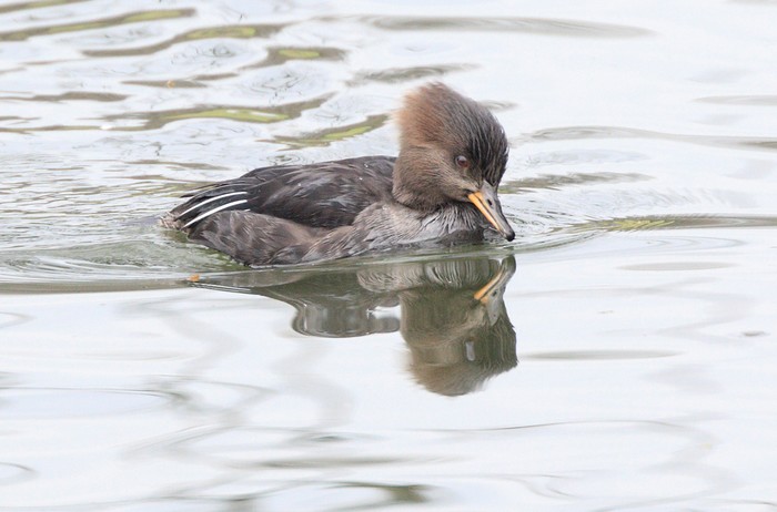 Hooded Merganser