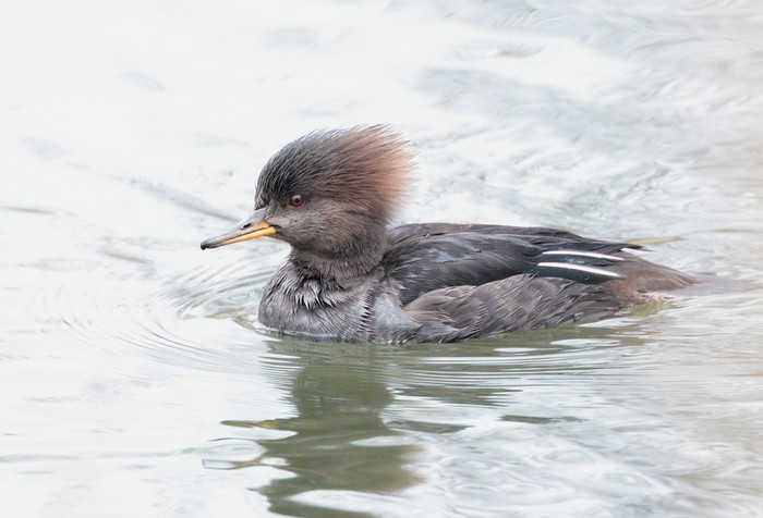 Hooded Merganser