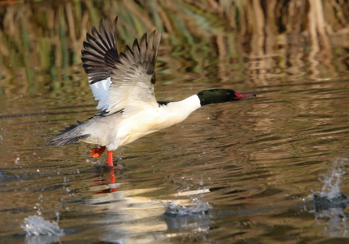 Goosander