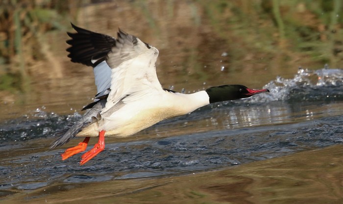 Goosander