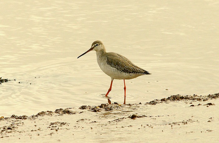Spotted Redshank