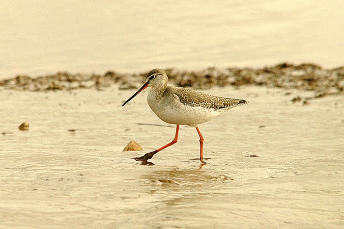 Spotted Redshank