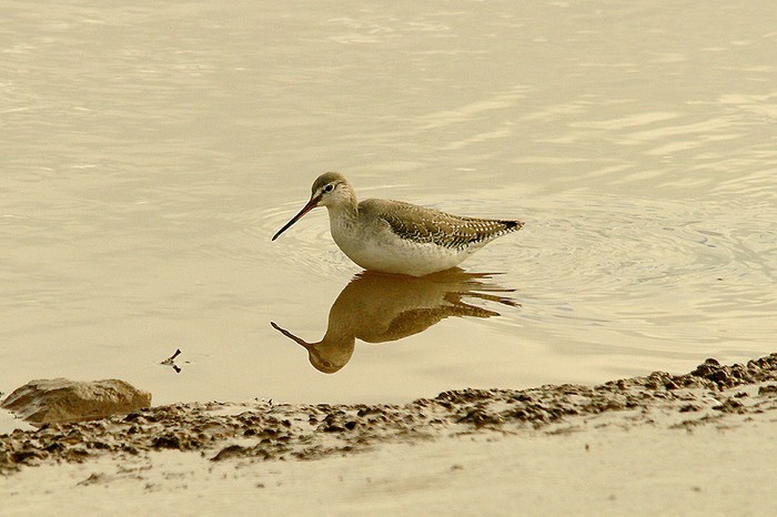 Spotted Redshank