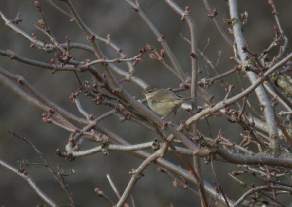 Dusky Warbler