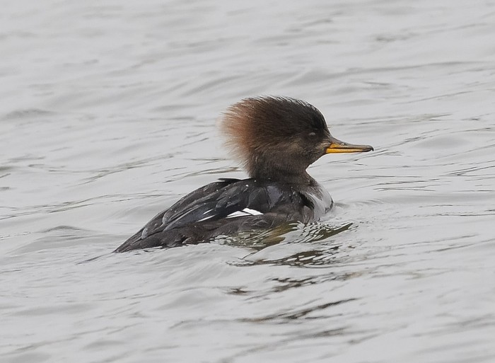 Hooded Merganser