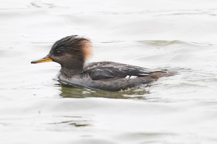 Hooded Merganser