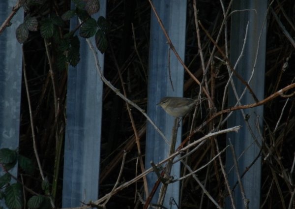 Dusky Warbler