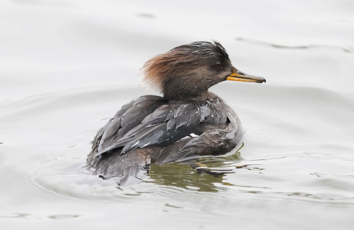 Hooded Merganser