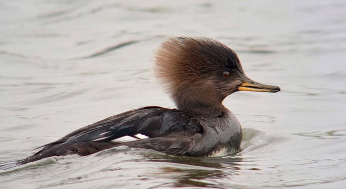 Hooded Merganser