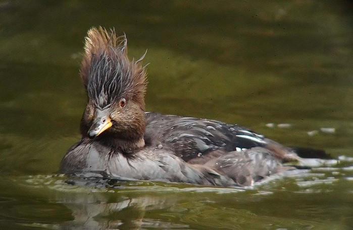 Hooded Merganser