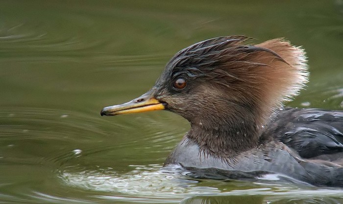 Hooded Merganser