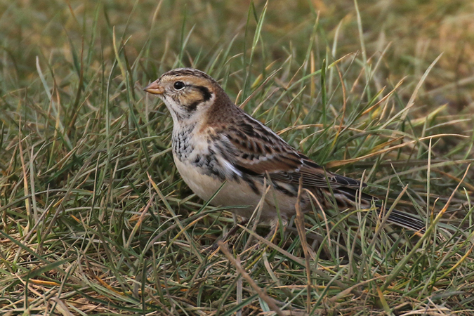 Lapland Bunting