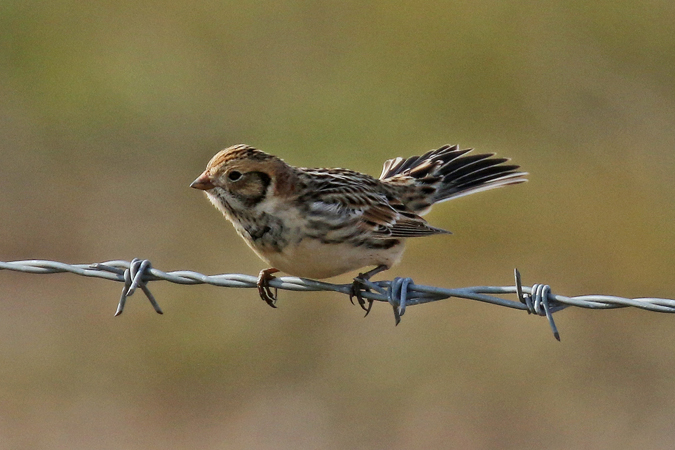 Lapland Bunting