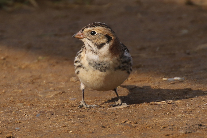 Lapland Bunting