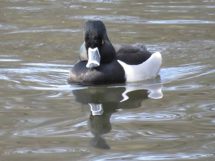 Ring-necked Duck