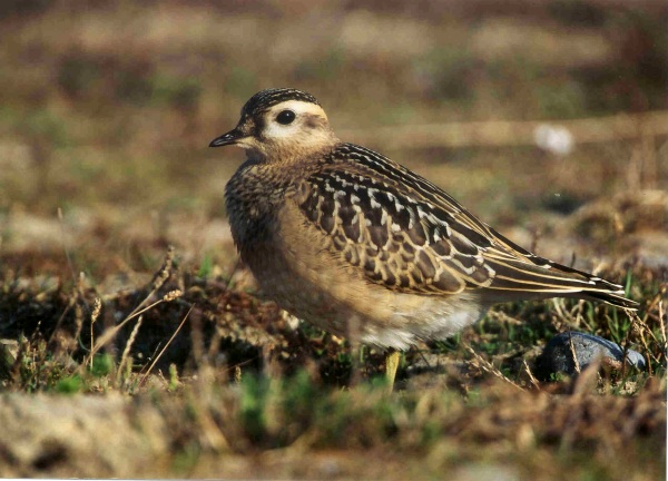 Dotterel