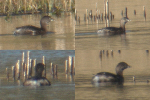 Pied-billed Grebe