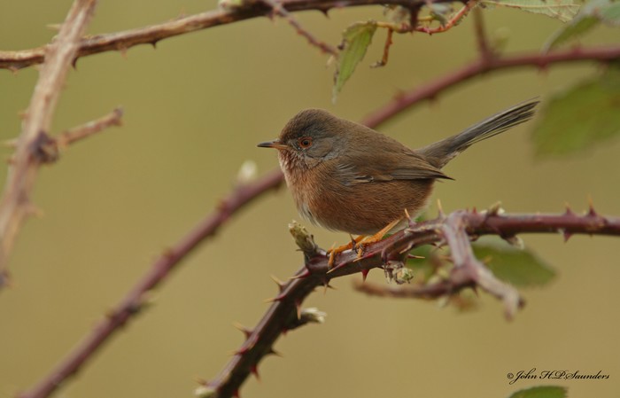 Dartford Warbler