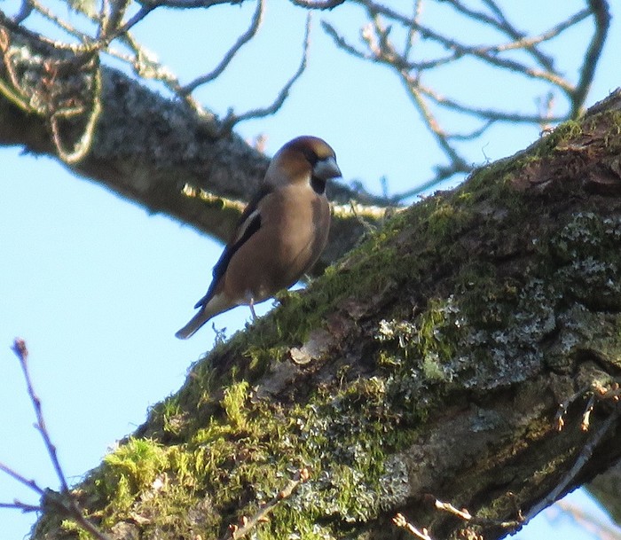 Hawfinch